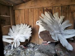 red shoulder fantail pair