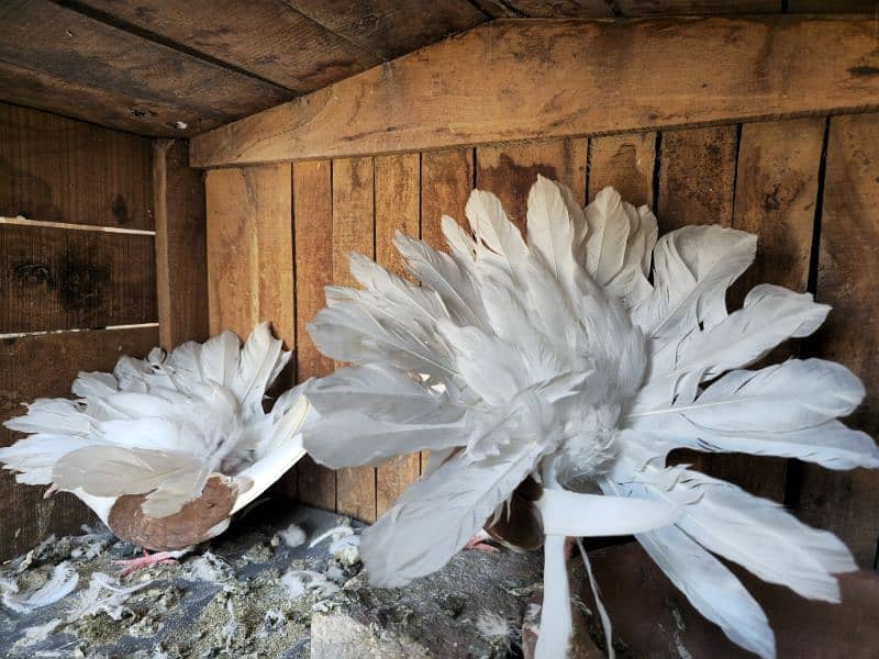 red shoulder fantail pair 1