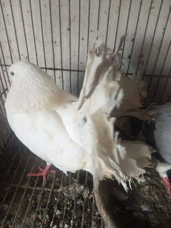 Fantail l Lakka l Pigeon l Fancy for sale 1