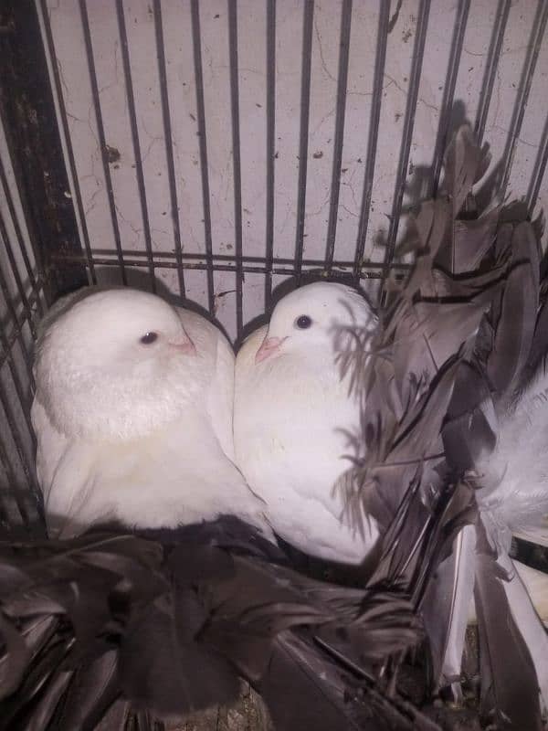 Fantail l Lakka l Pigeon l Fancy for sale 2