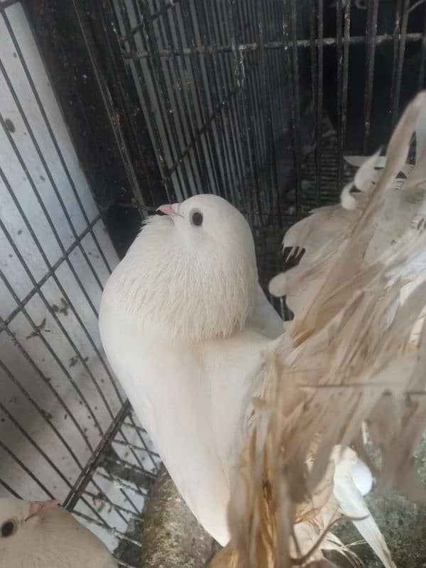 Fantail l Lakka l Pigeon l Fancy for sale 3