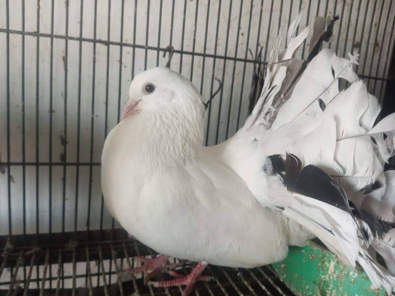 Fantail l Lakka l Pigeon l Fancy for sale 5