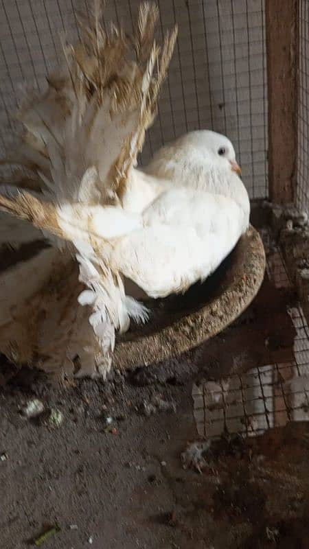 Fantail l Lakka l Pigeon l Fancy for sale 8