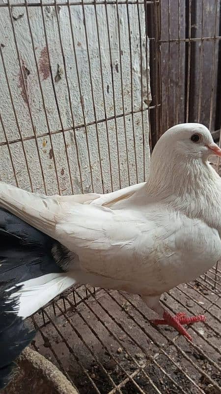 Fantail l Lakka l Pigeon l Fancy for sale 9