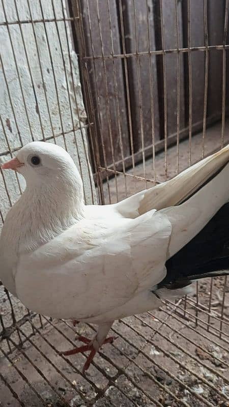 Fantail l Lakka l Pigeon l Fancy for sale 10