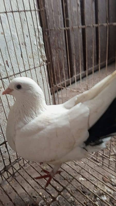 Fantail l Lakka l Pigeon l Fancy for sale 11