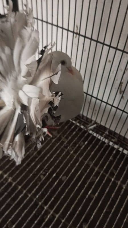 Fantail l Lakka l Pigeon l Fancy for sale 12