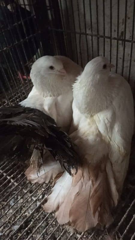 Fantail l Lakka l Pigeon l Fancy for sale 13