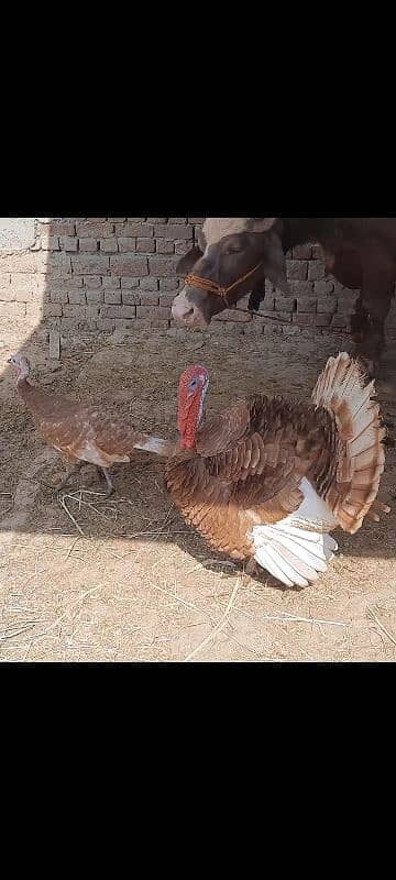 Red Turkey pair 1