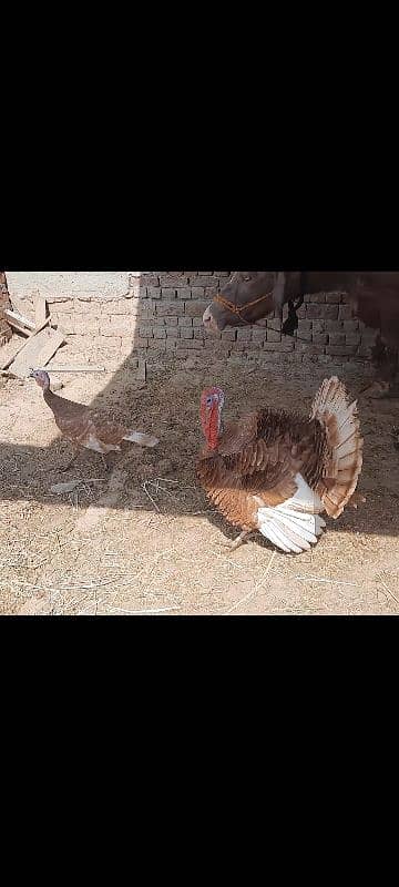 Red Turkey pair 3