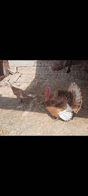 Red Turkey pair 4