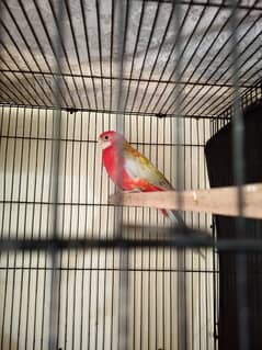 Robino Rosella Female ready to breed