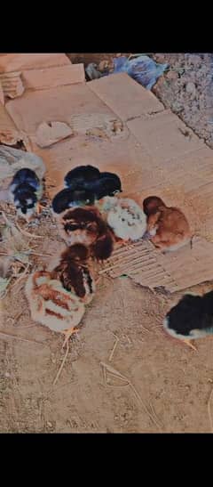 mianwali aseel chicks for sale