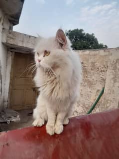 pure Persian white triple coated cats pair