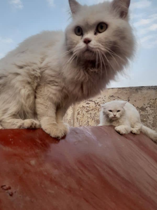 pure Persian white triple coated cats pair 1