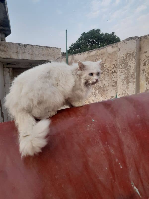 pure Persian white triple coated cats pair 3