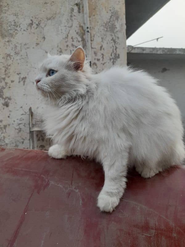 pure Persian white triple coated cats pair 4