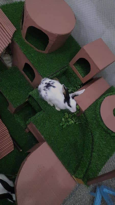 PET SHELTER FOR RABBIT OR OTHER PETS 0