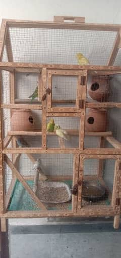 australian parrots with cage