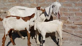 Bakari For Sale | goat with two babies