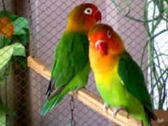 Breeder love bird  avaiable in cheap price