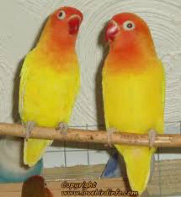 Breeder love bird  avaiable in cheap price 1