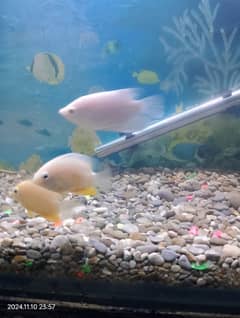 golden severum fish 3 to 4 inch