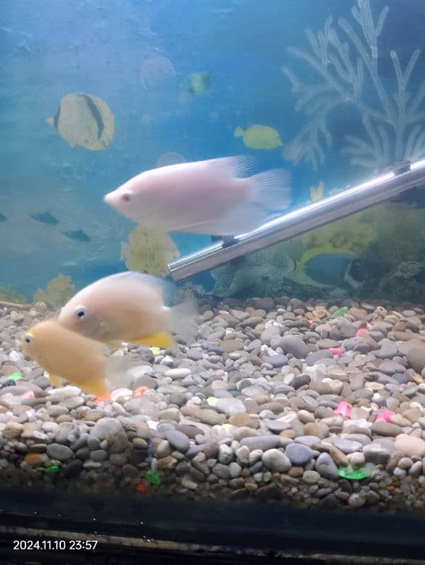 golden severum fish 3 to 4 inch 0