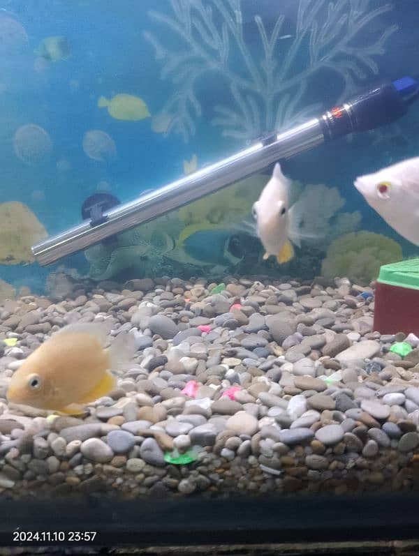 golden severum fish 3 to 4 inch 1