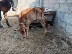 Jersy Calf