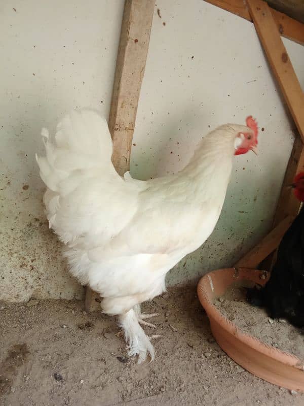 hen and cock for sale 0