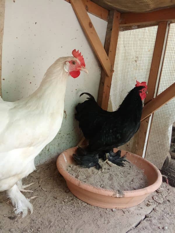 hen and cock for sale 1