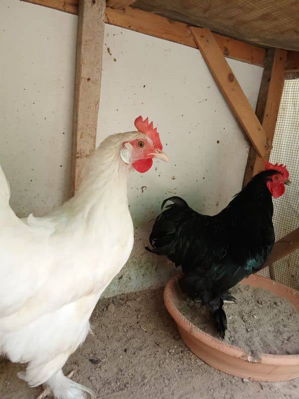 hen and cock for sale 3