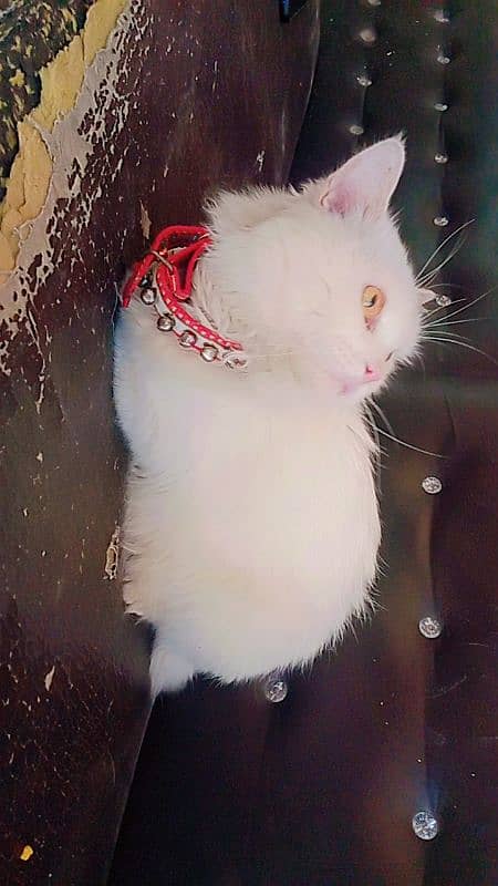 Triple codded  white cat. . 5