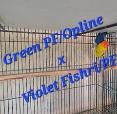 Love Bird breeding setup