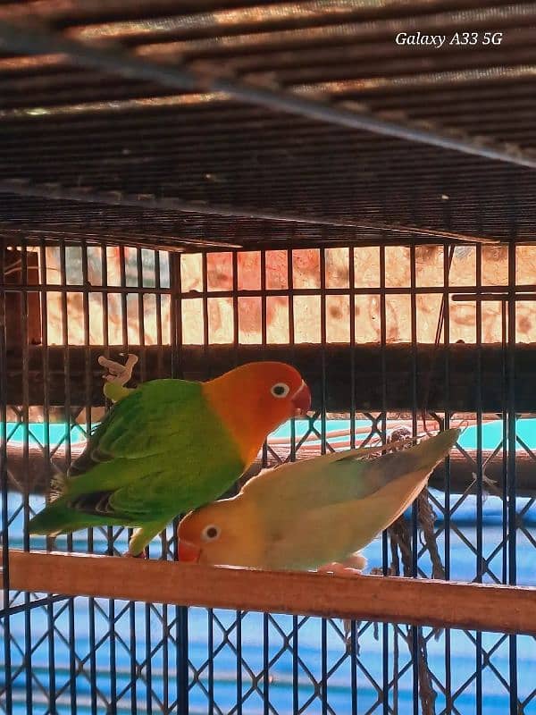 Love Bird best breeding setup 2