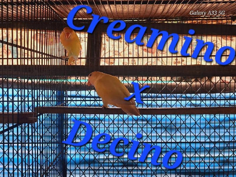 Love Bird best breeding setup 3