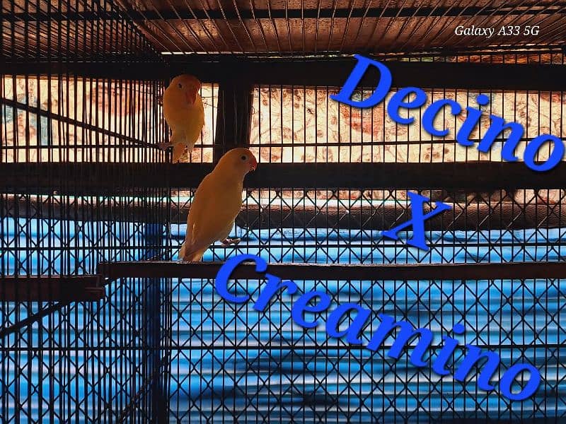 Love Bird best breeding setup 4