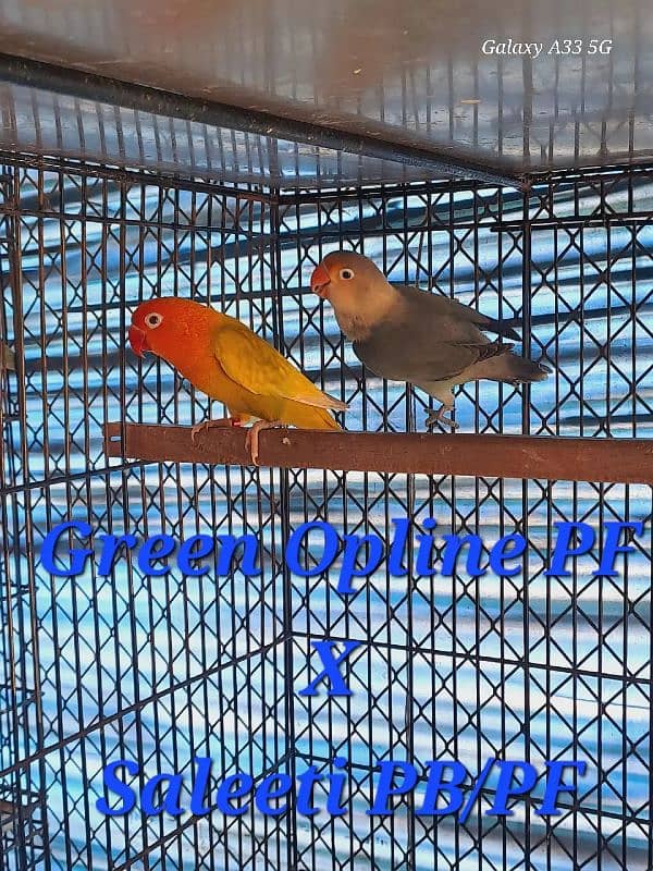 Love Bird best breeding setup 7