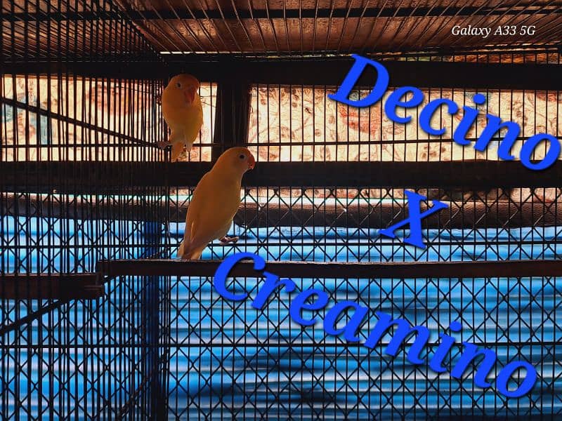 Love Bird best breeding setup 18