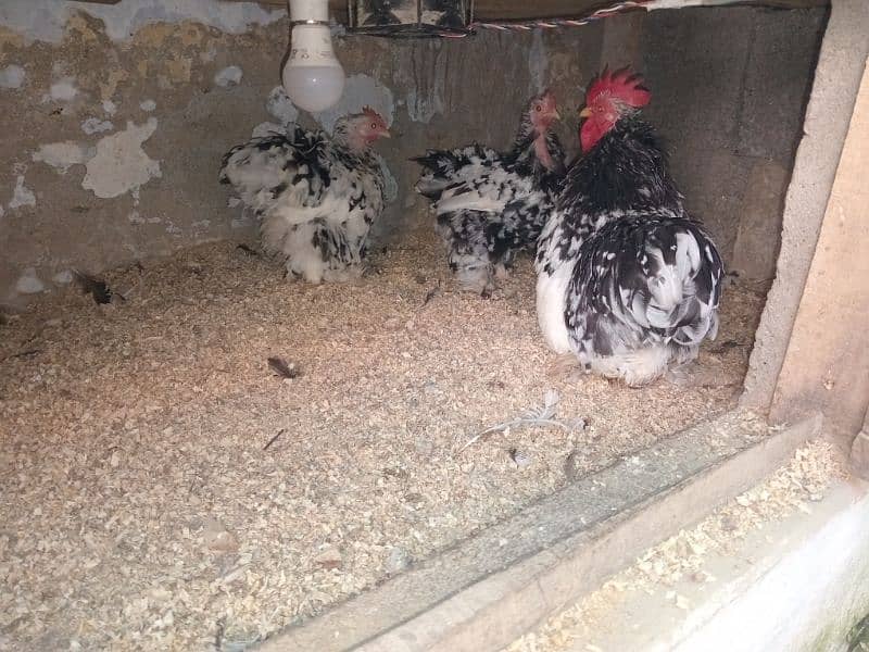 zero size molted Bantam, White Bantam eggs Available ha 0