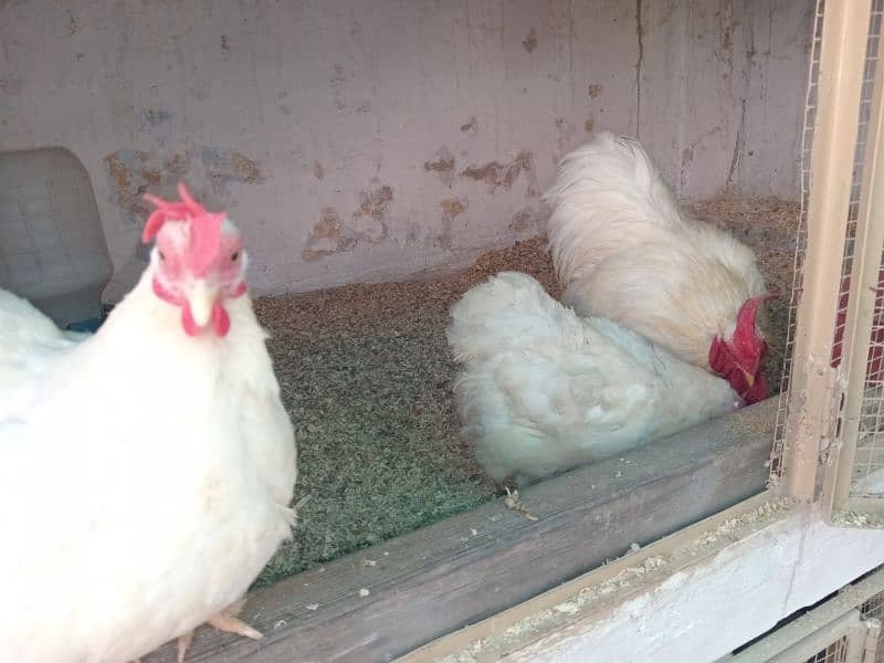 zero size molted Bantam, White Bantam eggs Available ha 1