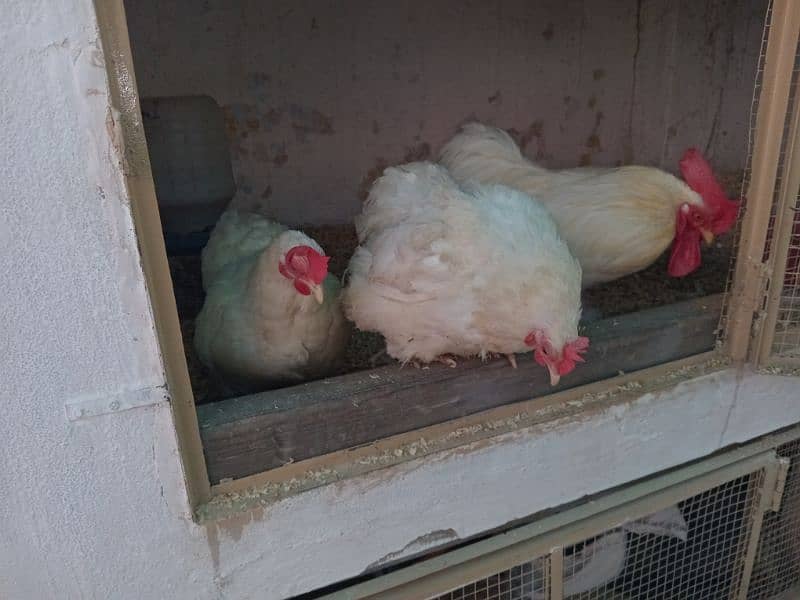 zero size molted Bantam, White Bantam eggs Available ha 2