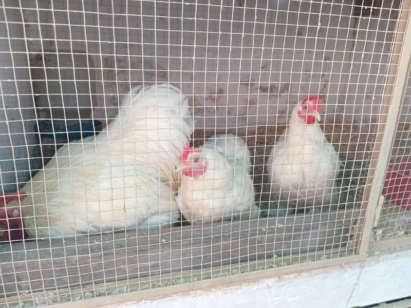 zero size molted Bantam, White Bantam eggs Available ha 3