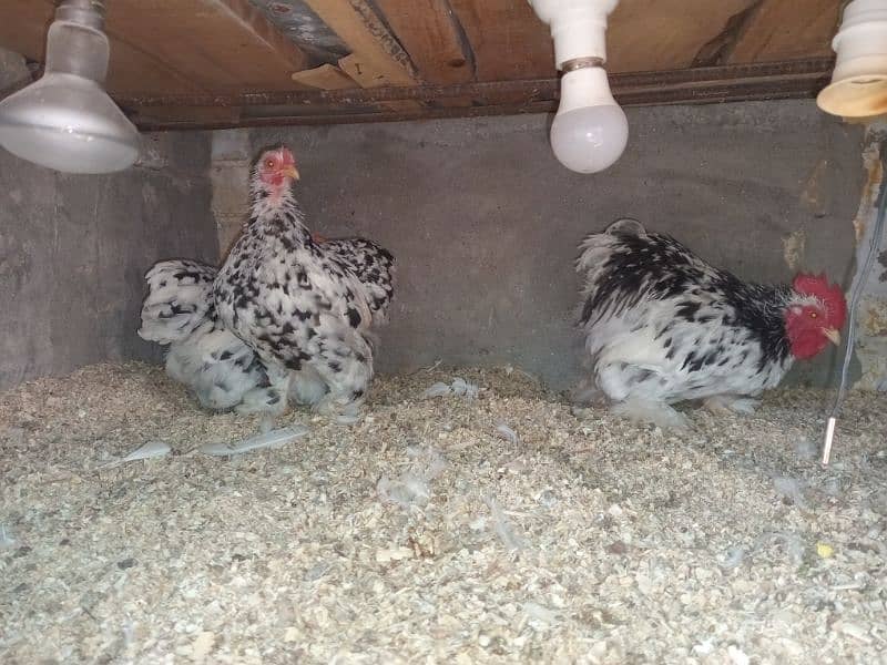 zero size molted Bantam, White Bantam eggs Available ha 4