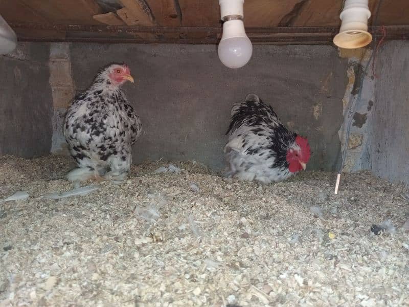 zero size molted Bantam, White Bantam eggs Available ha 5