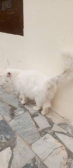 Persian cat for sale