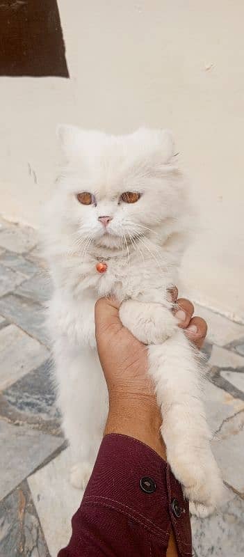 Persian cat for sale 2