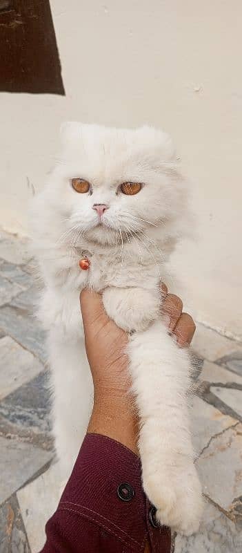 Persian cat for sale 3