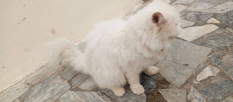 Persian cat for sale 4